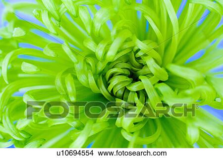 Chrysanthemum 'Shamrock' View Large Photo Image Picture - Chrysanthemum 'Shamrock'. Fotosearch