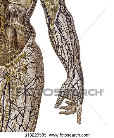 Circulatory system, artwork View Large Photo Image Stock Photography - Circulatory system, artwork. Fotosearch