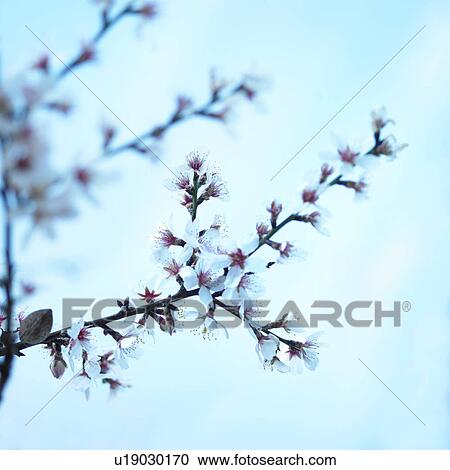 Close up of cherry blossom on blue background View Large Photo Image Stock Image - Close up of cherry blossom on blue background. Fotosearch