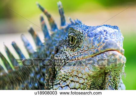 Close up of male green iguana (iguana Iguana) with spines and dewlap, Parque de las Iguanas, Guayaquil, Ecuador View Large Photo Image Stock Image - Close up of male green iguana (iguana Iguana) with spines and dewlap, Parque de las Iguanas, Guayaquil, Ecuador. Fotosearch