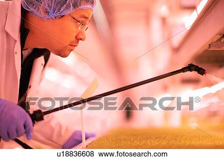 Stock Photo - Close up of male worker spraying tray of micro greens in underground tunnel nursery, London, UK. Fotosearch