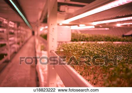 Close up of micro greens tray in underground tunnel nursery, London, UK View Large Photo Image Stock Image - Close up of micro greens tray in underground tunnel nursery, London, UK. Fotosearch