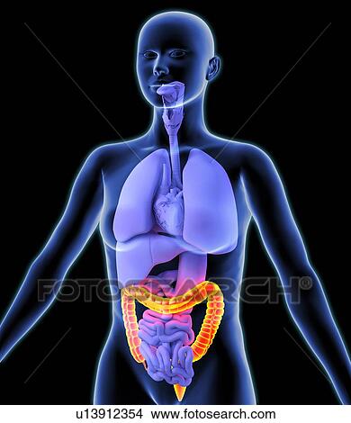 Picture - Colon, artwork. Fotosearch