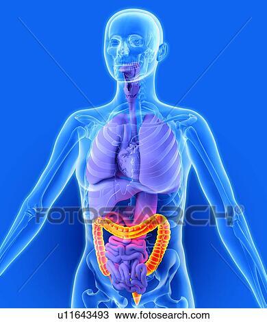 Stock Image - Colon, artwork. Fotosearch