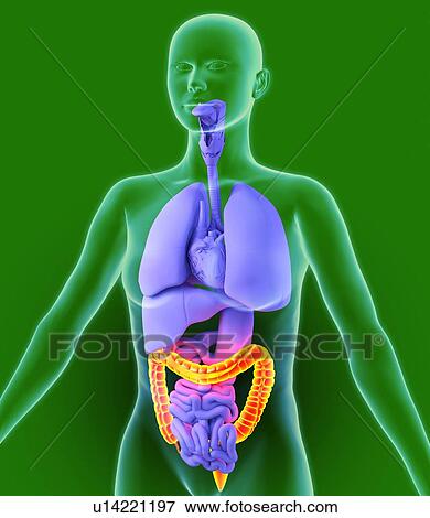 Stock Photo - Colon, artwork. Fotosearch