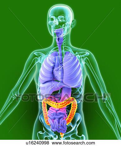 Stock Photo - Colon, artwork. Fotosearch