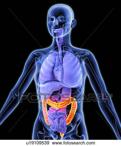 Stock Photo - Colon, artwork. Fotosearch