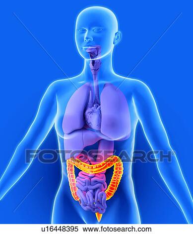 Colon, artwork View Large Photo Image Stock Photography - Colon, artwork. Fotosearch