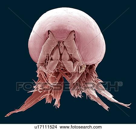 Copepod, SEM View Large Photo Image Picture - Copepod, SEM. Fotosearch