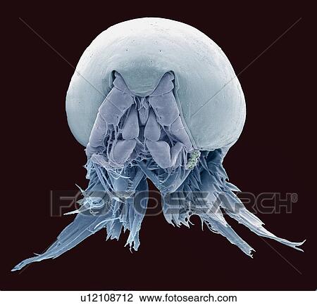 Copepod, SEM View Large Photo Image Stock Image - Copepod, SEM. Fotosearch