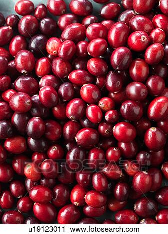 Stock Image - Cranberries, full frame, close-up. Fotosearch