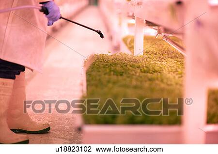 Cropped shot of worker spraying micro greens in underground tunnel nursery, London, UK View Large Photo Image Stock Image - Cropped shot of worker spraying micro greens in underground tunnel nursery, London, UK. Fotosearch