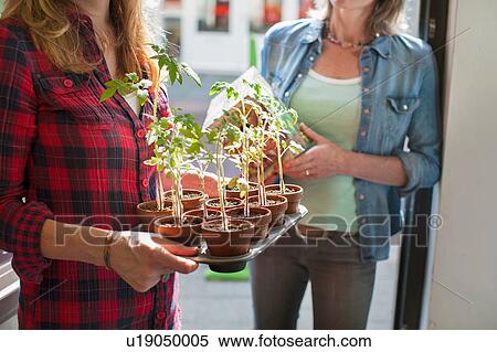Stock Photography - Cropped view of womens mid section in doorway holding tray of plants. Fotosearch