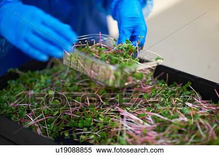 Cropped view of worker packaging vegetables into plastic container View Large Photo Image Stock Photography - Cropped view of worker packaging vegetables into plastic container. Fotosearch