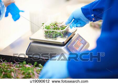 Cropped view of workers hands, wearing latex gloves weighing container of vegetables View Large Photo Image Stock Image - Cropped view of workers hands, wearing latex gloves weighing container of vegetables. Fotosearch