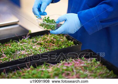 Cropped view of workers hands, wearing latex gloves packaging vegetables View Large Photo Image Stock Photo - Cropped view of workers hands, wearing latex gloves packaging vegetables. Fotosearch