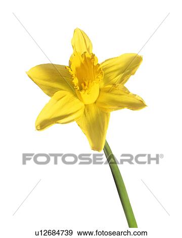 Stock Photo - Daffodil (Narcissus sp. ). Fotosearch
