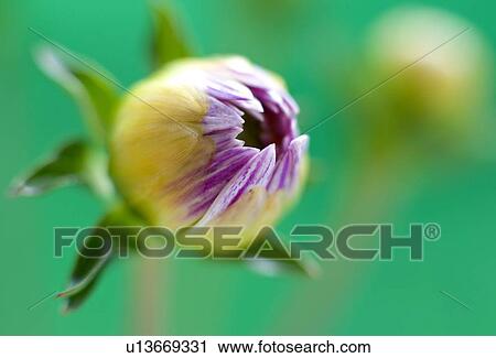 Dahlia bud View Large Photo Image Stock Image - Dahlia bud. Fotosearch