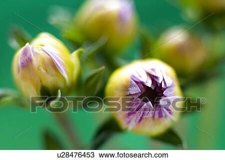 Dahlia buds View Large Photo Image Stock Image - Dahlia buds. Fotosearch