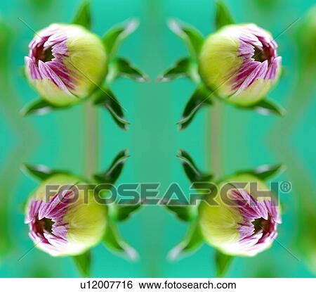 Dahlia buds View Large Photo Image Stock Photograph - Dahlia buds. Fotosearch