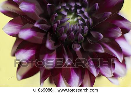 Stock Image - Dahlia flower. Fotosearch