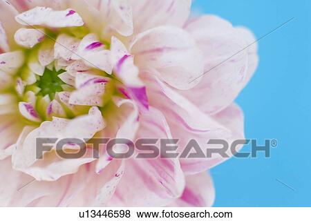 Dahlia flower View Large Photo Image Stock Photo - Dahlia flower. Fotosearch