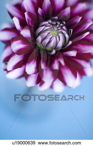 Dahlia flower View Large Photo Image Stock Photo - Dahlia flower. Fotosearch