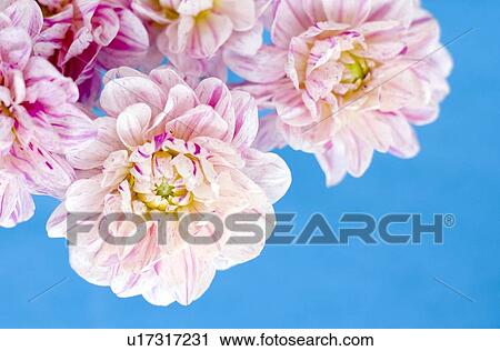 Stock Image - Dahlia flowers. Fotosearch