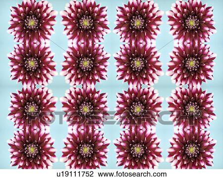 Stock Image - Dahlia flowers. Fotosearch
