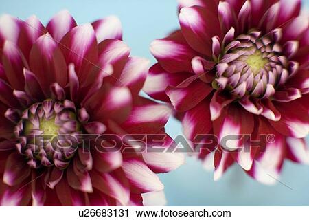 Stock Image - Dahlia flowers. Fotosearch