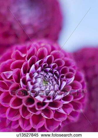Dahlia flowers View Large Photo Image Stock Photography - Dahlia flowers. Fotosearch