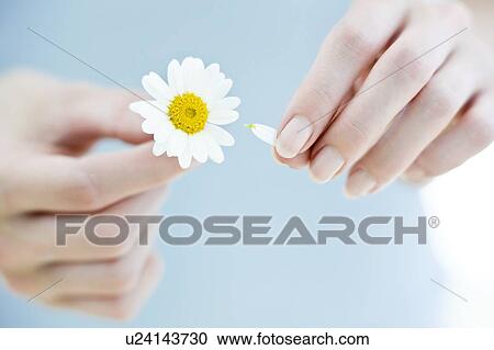 Daisy View Large Photo Image Stock Image - Daisy. Fotosearch