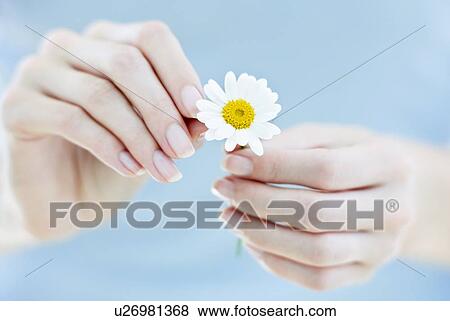 Stock Photo - Daisy. Fotosearch