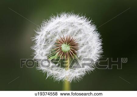 Dandelion clock, close up View Large Photo Image Stock Photo - Dandelion clock, close up. Fotosearch