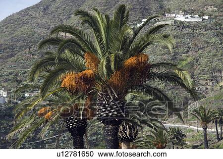 Stock Image - Date palms (Phoenix dactylifera). Fotosearch