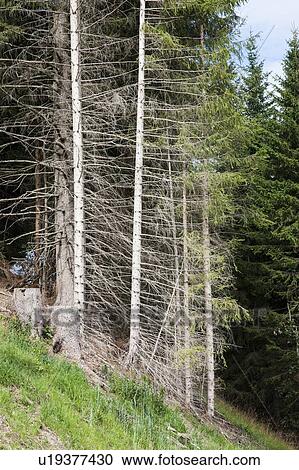 Dead trees, Switzerland View Large Photo Image Stock Image - Dead trees, Switzerland. Fotosearch