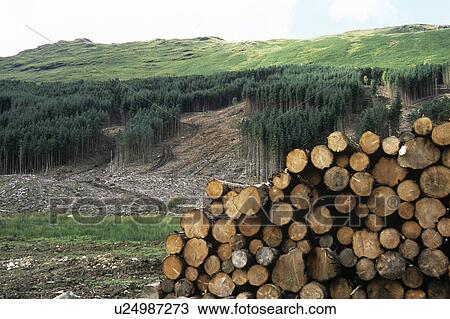 Stock Image - Deforested conifer plantation. Fotosearch