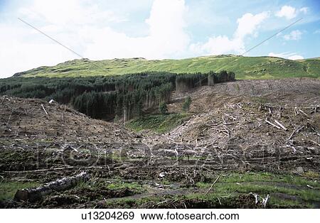 Deforested conifer plantation View Large Photo Image Stock Photo - Deforested conifer plantation. Fotosearch