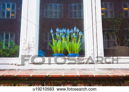 Detail of blue flowering plants in house window, Copenhagen, Denmark View Large Photo Image Stock Image - Detail of blue flowering plants in house window, Copenhagen, Denmark. Fotosearch