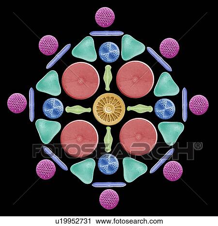 Stock Image - Diatoms and radiolaria, SEM. Fotosearch