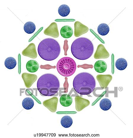 Stock Photo - Diatoms and radiolaria, SEM. Fotosearch