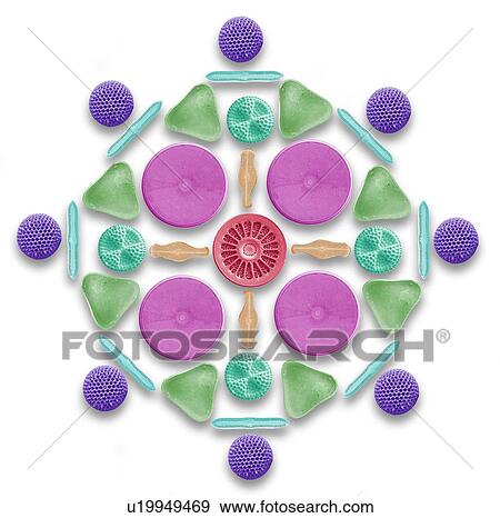 Stock Photo - Diatoms and radiolaria, SEM. Fotosearch
