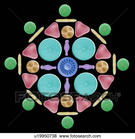 Diatoms and radiolaria, SEM View Large Photo Image Stock Photo - Diatoms and radiolaria, SEM. Fotosearch