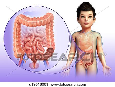 Digestive system of a child, illustration View Large Photo Image Stock Image - Digestive system of a child, illustration. Fotosearch