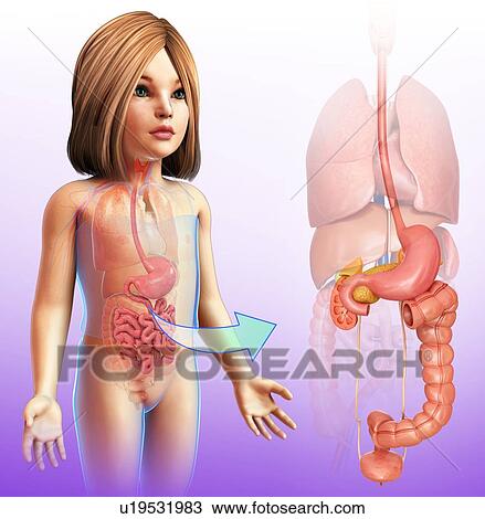 Stock Image - Digestive system of a child, illustration. Fotosearch