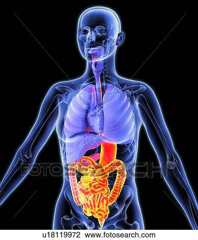 Digestive tract, artwork View Large Photo Image Stock Image - Digestive tract, artwork. Fotosearch