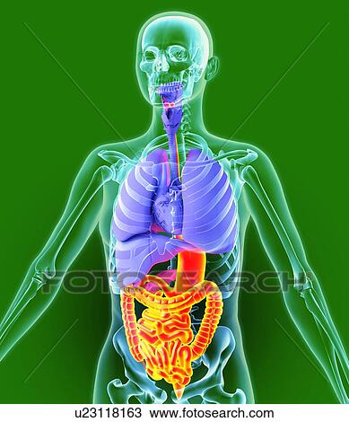Digestive tract, artwork View Large Photo Image Stock Image - Digestive tract, artwork. Fotosearch