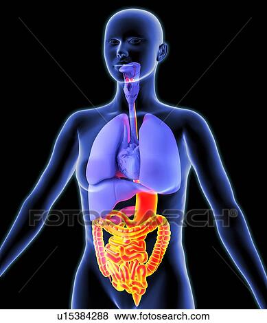 Digestive tract, artwork View Large Photo Image Stock Photo - Digestive tract, artwork. Fotosearch