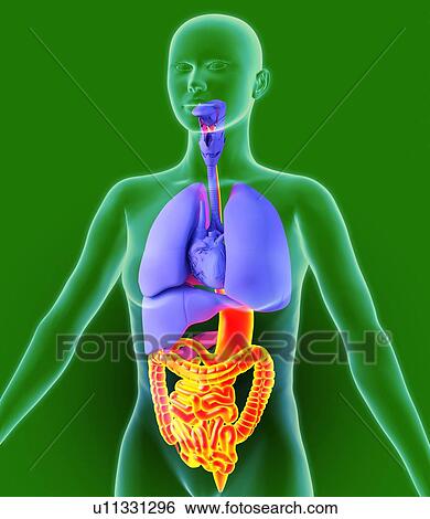 Digestive tract, artwork View Large Photo Image Stock Photograph - Digestive tract, artwork. Fotosearch