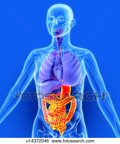 Stock Photograph - Digestive tract, artwork. Fotosearch